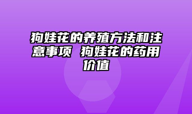 狗娃花的养殖方法和注意事项 狗娃花的药用价值