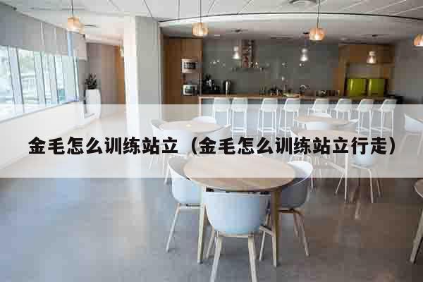 金毛怎么训练站立（金毛怎么训练站立行走）