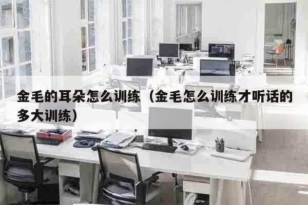 金毛的耳朵怎么训练（金毛怎么训练才听话的多大训练）