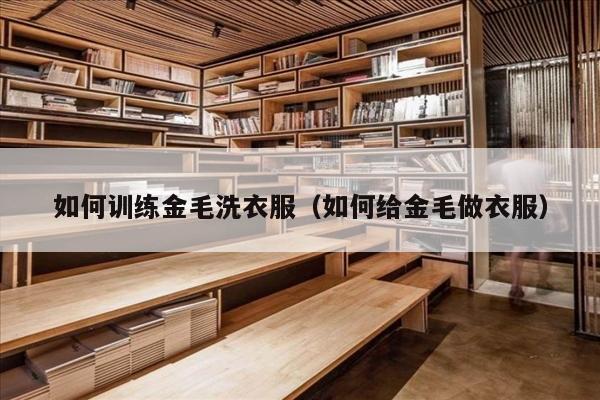 如何训练金毛洗衣服（如何给金毛做衣服）