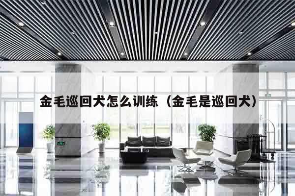 金毛巡回犬怎么训练（金毛是巡回犬）