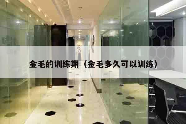 金毛的训练期（金毛多久可以训练）