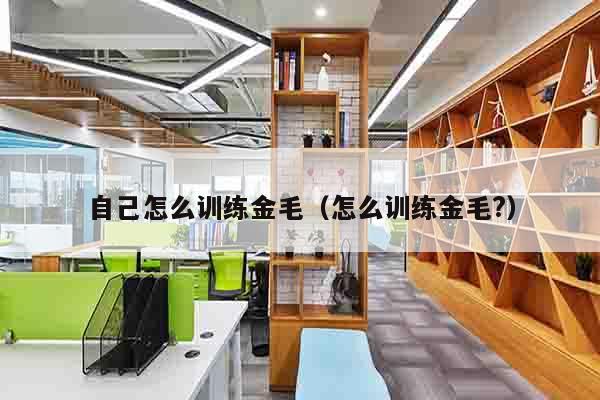 自己怎么训练金毛（怎么训练金毛?）