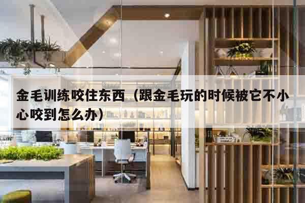 金毛训练咬住东西（跟金毛玩的时候被它不小心咬到怎么办）