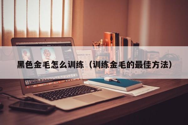 黑色金毛怎么训练（训练金毛的最佳方法）