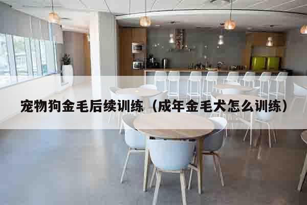 宠物狗金毛后续训练（成年金毛犬怎么训练）