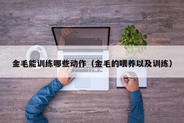 金毛能训练哪些动作（金毛的喂养以及训练）
