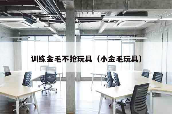 训练金毛不抢玩具（小金毛玩具）