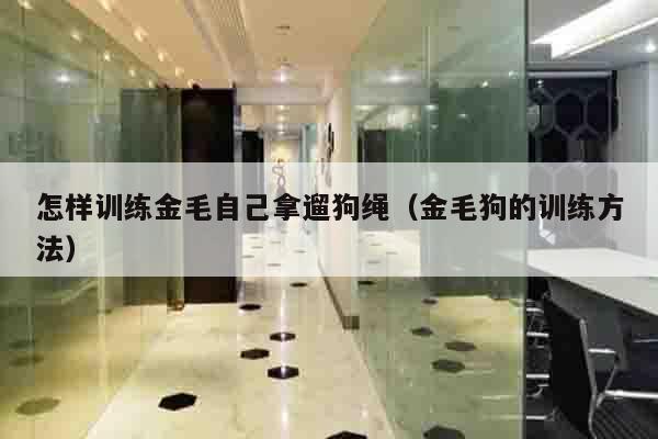 怎样训练金毛自己拿遛狗绳（金毛狗的训练方法）