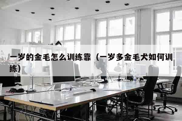 一岁的金毛怎么训练靠（一岁多金毛犬如何训练）