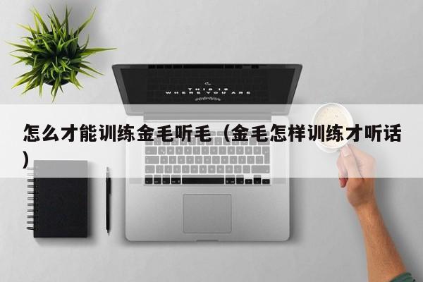 怎么才能训练金毛听毛（金毛怎样训练才听话）