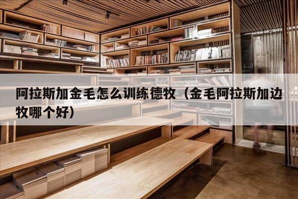 阿拉斯加金毛怎么训练德牧（金毛阿拉斯加边牧哪个好）