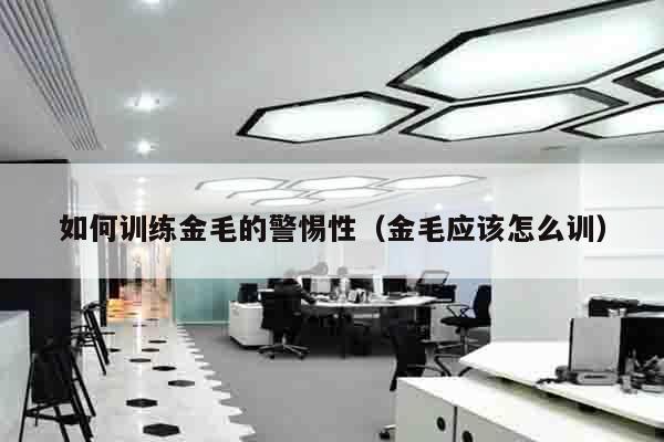 如何训练金毛的警惕性（金毛应该怎么训）