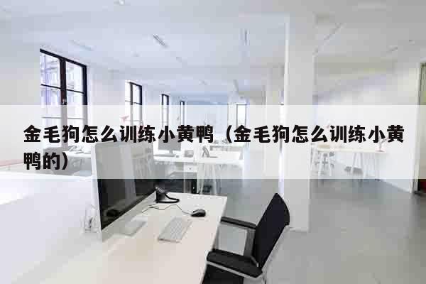 金毛狗怎么训练小黄鸭（金毛狗怎么训练小黄鸭的）