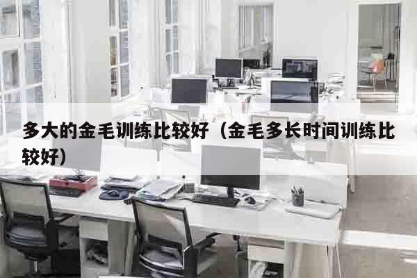 多大的金毛训练比较好（金毛多长时间训练比较好）