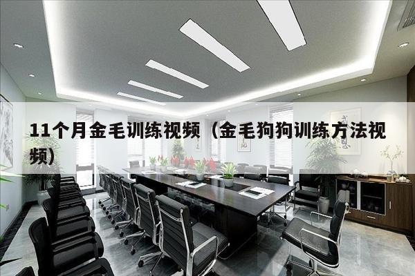 11个月金毛训练视频（金毛狗狗训练方法视频）