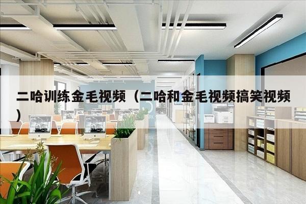 二哈训练金毛视频（二哈和金毛视频搞笑视频）