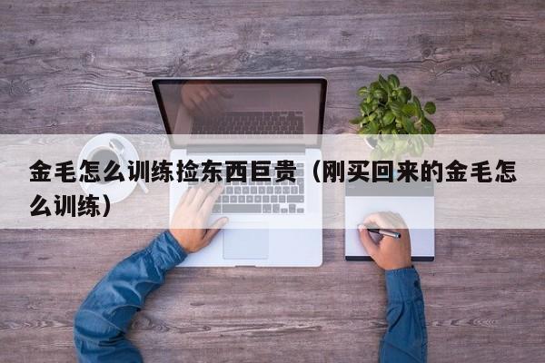 金毛怎么训练捡东西巨贵（刚买回来的金毛怎么训练）