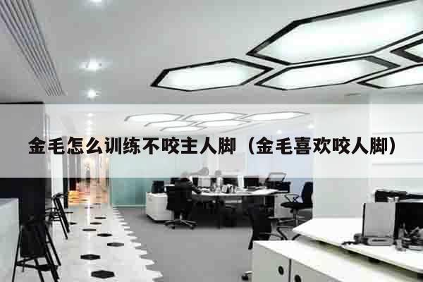 金毛怎么训练不咬主人脚（金毛喜欢咬人脚）