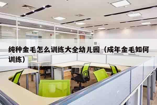 纯种金毛怎么训练大全幼儿园（成年金毛如何训练）