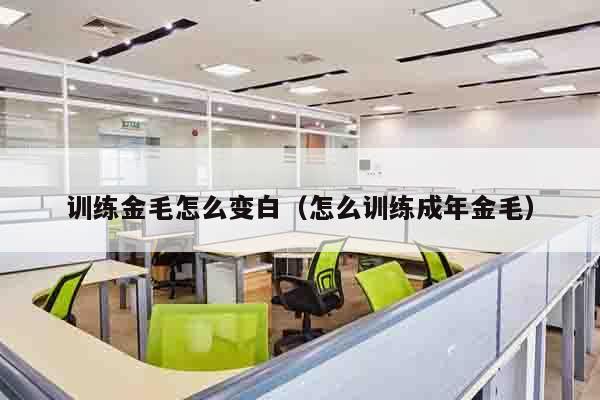 训练金毛怎么变白（怎么训练成年金毛）