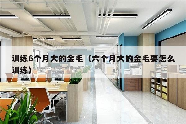 训练6个月大的金毛（六个月大的金毛要怎么训练）