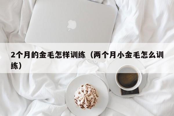 2个月的金毛怎样训练（两个月小金毛怎么训练）