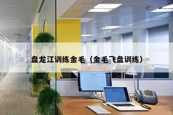 盘龙江训练金毛（金毛飞盘训练）