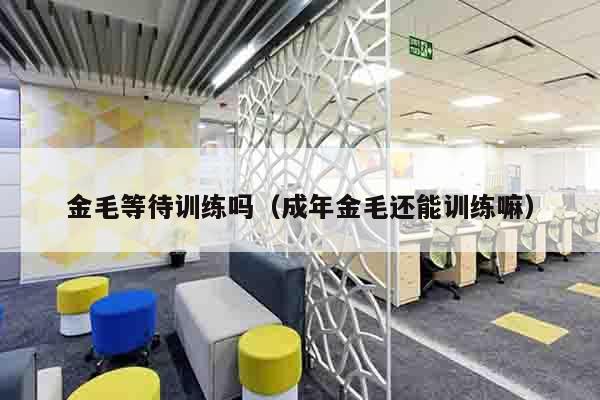 金毛等待训练吗（成年金毛还能训练嘛）