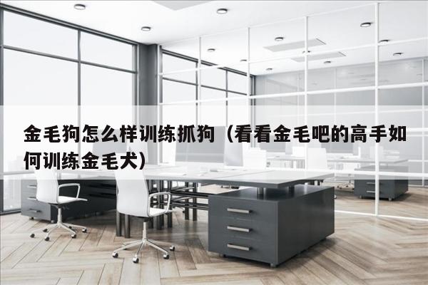金毛狗怎么样训练抓狗（看看金毛吧的高手如何训练金毛犬）