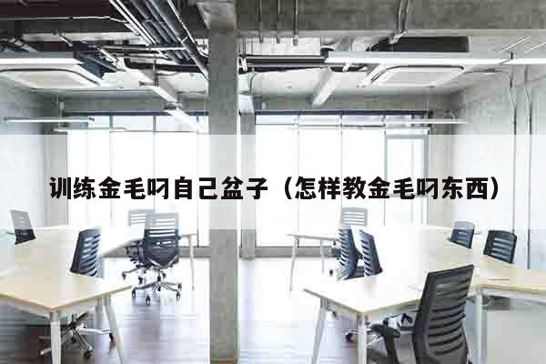训练金毛叼自己盆子（怎样教金毛叼东西）