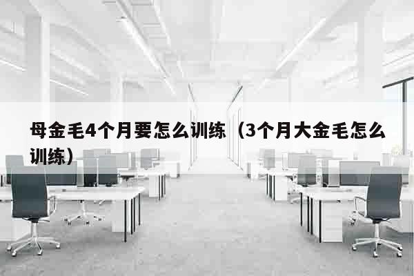 母金毛4个月要怎么训练（3个月大金毛怎么训练）