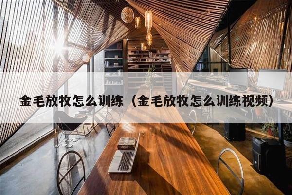 金毛放牧怎么训练（金毛放牧怎么训练视频）