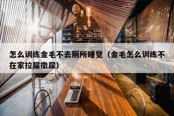 怎么训练金毛不去厕所睡觉（金毛怎么训练不在家拉屎撒尿）