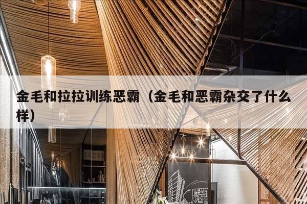 金毛和拉拉训练恶霸（金毛和恶霸杂交了什么样）