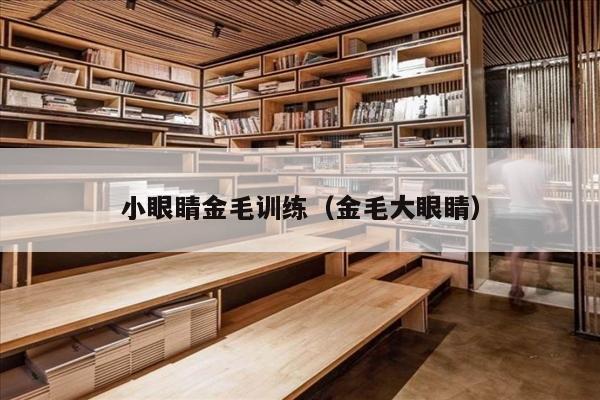 小眼睛金毛训练（金毛大眼睛）