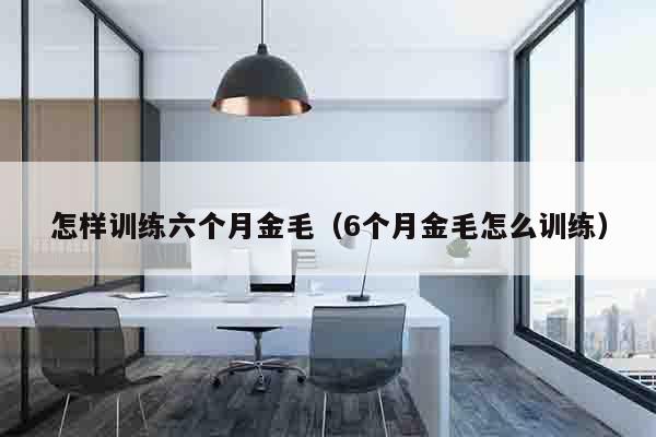 怎样训练六个月金毛（6个月金毛怎么训练）