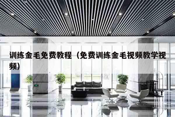 训练金毛免费教程（免费训练金毛视频教学视频）