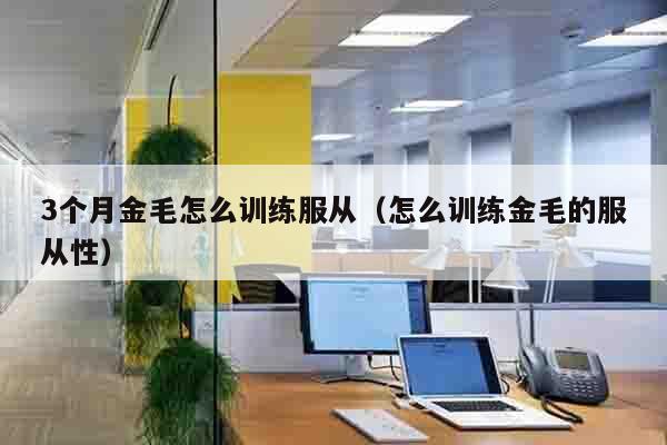 3个月金毛怎么训练服从（怎么训练金毛的服从性）