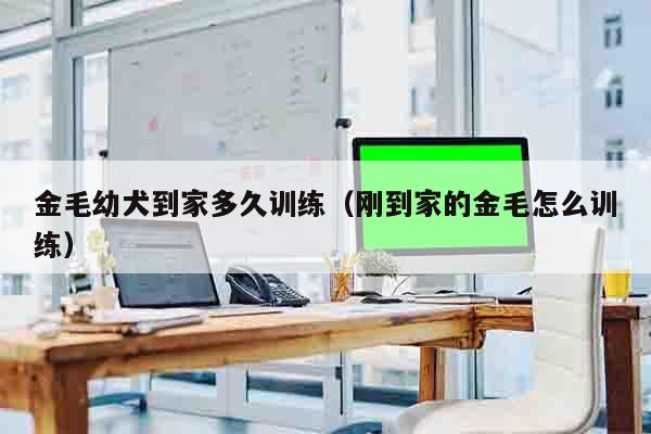 金毛幼犬到家多久训练（刚到家的金毛怎么训练）