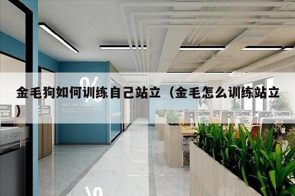 金毛狗如何训练自己站立（金毛怎么训练站立）