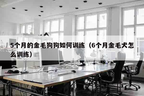 5个月的金毛狗狗如何训练（6个月金毛犬怎么训练）