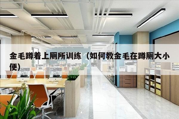 金毛蹲着上厕所训练（如何教金毛在蹲厕大小便）
