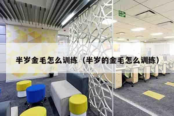 半岁金毛怎么训练（半岁的金毛怎么训练）