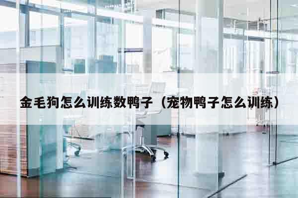 金毛狗怎么训练数鸭子（宠物鸭子怎么训练）