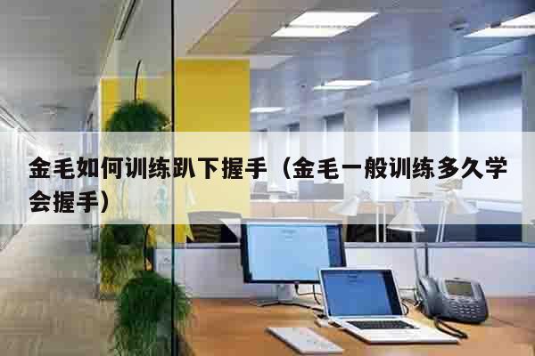 金毛如何训练趴下握手（金毛一般训练多久学会握手）