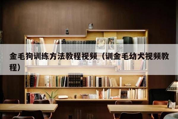 金毛狗训练方法教程视频（训金毛幼犬视频教程）