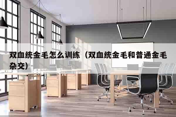 双血统金毛怎么训练（双血统金毛和普通金毛杂交）