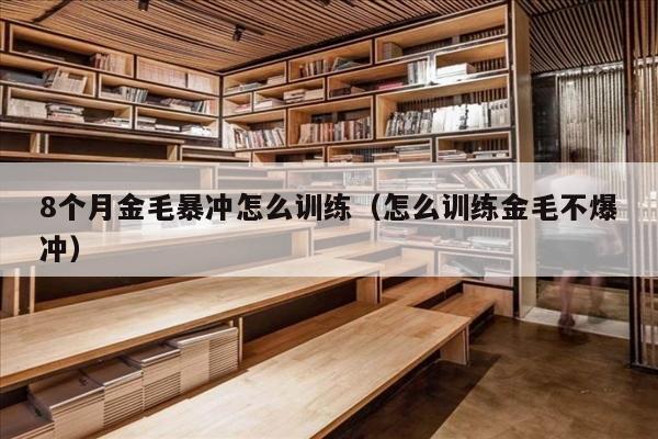 8个月金毛暴冲怎么训练（怎么训练金毛不爆冲）