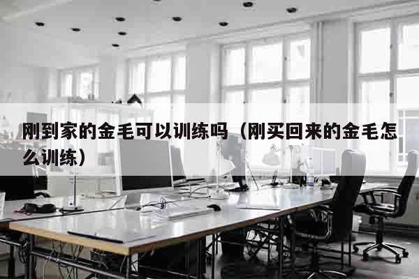 刚到家的金毛可以训练吗（刚买回来的金毛怎么训练）
